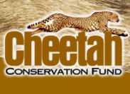 Cheetah Conservation Fund - www.cheetah.org